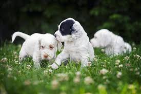 Browse ads from reputable breeders. 60 Most Beautiful English Setter Dog Pictures And Photos
