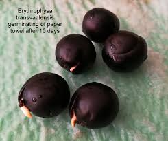Image result for Erythrophysa
