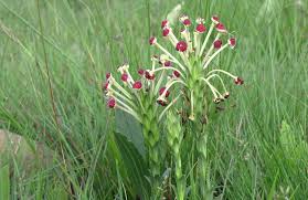 Image result for Eriosema × prunelloides
