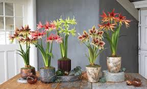 Here in brooklyn, curator karla chandler simulates south african winters in the greenhouse by providing higher temperatures and more light. Amaryllis How To Grow Amaryllis Bulbs Gardeners Com