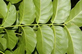 Image result for Swietenia