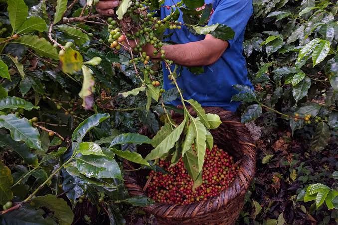 Tanzanian Coffee Tasting