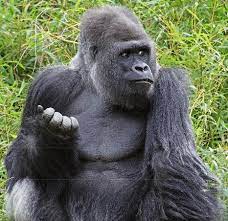 During that whole time, the mother nurses them and carries them around. Eastern Lowland Gorilla Is Critically Endangered Accessscience From Mcgraw Hill Education