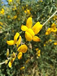 Image result for Adenocarpus