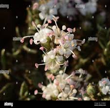 Image result for Cressa cretica