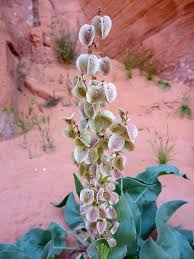 Image result for Rumex ruwenzoriensis