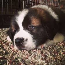 Saint bernard breeder in minnesota with puppies available. Pin On Animals