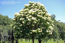 Check spelling or type a new query. Plantfiles Pictures Syringa Japanese Tree Lilac Ivory Silk Syringa Reticulata By Gardenspaz