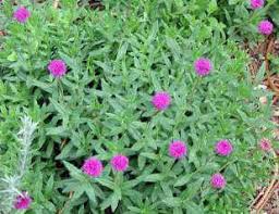 Image result for Vernonia jelfiae