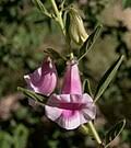Image result for Sesamum parviflorum