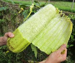 Image result for Luffa