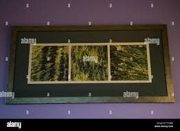 Nelson steele hi-res stock photography and images