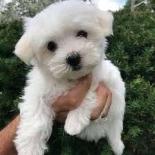 Puppies for sale from dog breeders near memphis, tennessee. Adorable Maltese Puppies For New Families Dogs For Sale In Kamaraj Nagar Pondicherry Click In