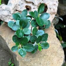 Image result for Grewia microcarpa