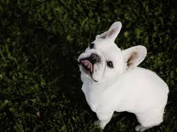 There are two weight ranges, 19 to 22 lbs. Understanding French Bulldogs Colors French Bulldog Facts French Bullevard