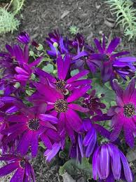 Image result for Cineraria mazoensis