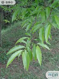 Image result for Margaritaria