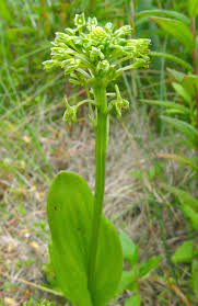 Image result for Malaxis prorepens