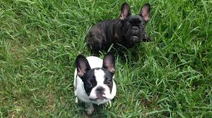 Health, structure, and temperament come first and foremost when choosing mating pairs. Family Claims Delivery Driver Stole Their French Bulldog Puppies From Their Home Abc7 San Francisco