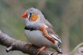 Finch Very Small Birds Of South Africa Stress In Your Bird Puffins Bird Bird Photo Pet Birds