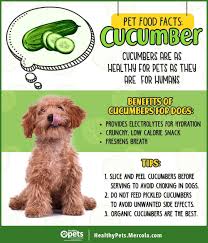 Grandma's meatloaf raw dog food recipe. Dr Karen Becker On Instagram Cucumber Is A Healthy Veggie That Can Freshen Up Your Dog S Breath For More In Foods Dogs Can Eat Healthy Veggies Food Animals