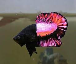 Betta Fish Cupang Indonesia Betta Fish Types Betta Fish Pet Fish