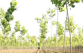 Lombardy poplar trees are best known for their columnar form and unusual branching these trees are susceptible to borers, cytospora canker, and bacterial wet wood, reducing their lifespan. Poplar Tree Farming Information Guide Agri Farming