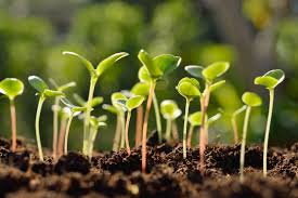 We did not find results for: Thinning Plants How To Thin Seedlings