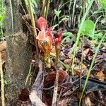 Image result for Aframomum angustifolium