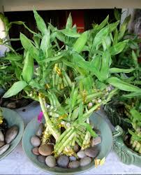 Check spelling or type a new query. Lucky Bamboo Care Tips A Houseplant That Grows In Water