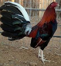 759 Best Rooster Images Rooster Game Fowl Game Birds
