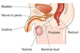 Image result for Prostatitis General Measures