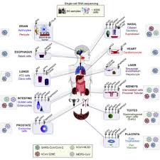 Pettersson, with 53 highly influential citations and 52 scientific research papers. A Single Cell Rna Expression Map Of Human Coronavirus Entry Factors Sciencedirect