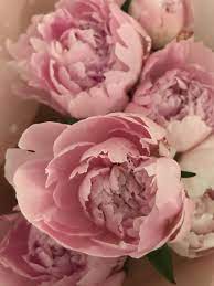 Peony flower with a recorded history that dates back thousands of years, it's not surprising that even the mythology surrounding the origi. Peonies 1080p 2k 4k 5k Hd Wallpapers Free Download Wallpaper Flare