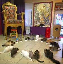 All proceeds support pals cat rescue. Cat Cafe Wikipedia