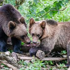 Page about the animals in united kingdom, lists the different species grouped by order in united kingdom. Bears And Wolves To Coexist In Uk Woods For First Time In 1 000 Years Uk News The Guardian