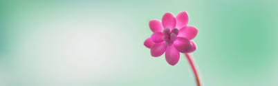 These images are perfect for backgrounds headers web sites apps articles blogs or presentations. Windows 8 Wallpapers Flower Windows 8 Wallpaper Themes Hd Flower Wallpaper Pack Zip Download 3840x1200 Wallpaper Teahub Io