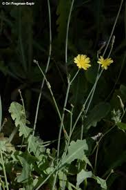 Image result for Launaea