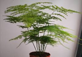 Banning the sale of declared weeds Asparagus Fern Plant For Sale Trade Furniture Home Living Gardening Plants Seeds On Carousell