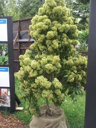 When crushed the leaves also smell strongly of lemon. Pin On Home Garden Inspiration
