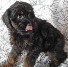 We did not find results for: Cockapoo Puppy For Sale Heavenly Puppies