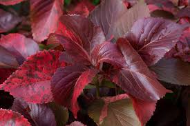 Image result for Acalypha fimbriata