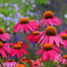 Berry in the autumn , 12. Wild Berry Purple Coneflower Echinacea Purpurea High Country Gardens