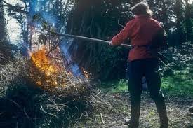 Image result for venturia saliciperda willow tree