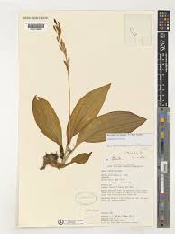 Image result for Liparis nervosa