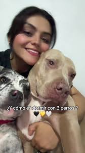 pitbulls #perritostiktokers #perrosapoyoemocional #perro #pulguita #p...