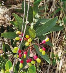 Image result for Ochnaceae