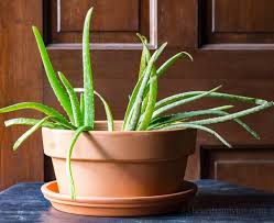 It has grown a tremendous amount and has been repotted twice in that time. Transplanting Aloe Vera When It S Way Out Of Control