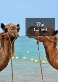 1) is camel urine considered impure or not? The Camel Ebook By Thef Fwa Issuu