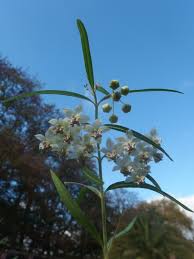 Image result for Gomphocarpus fruticosus